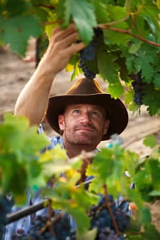Wine Vineyard Worker image